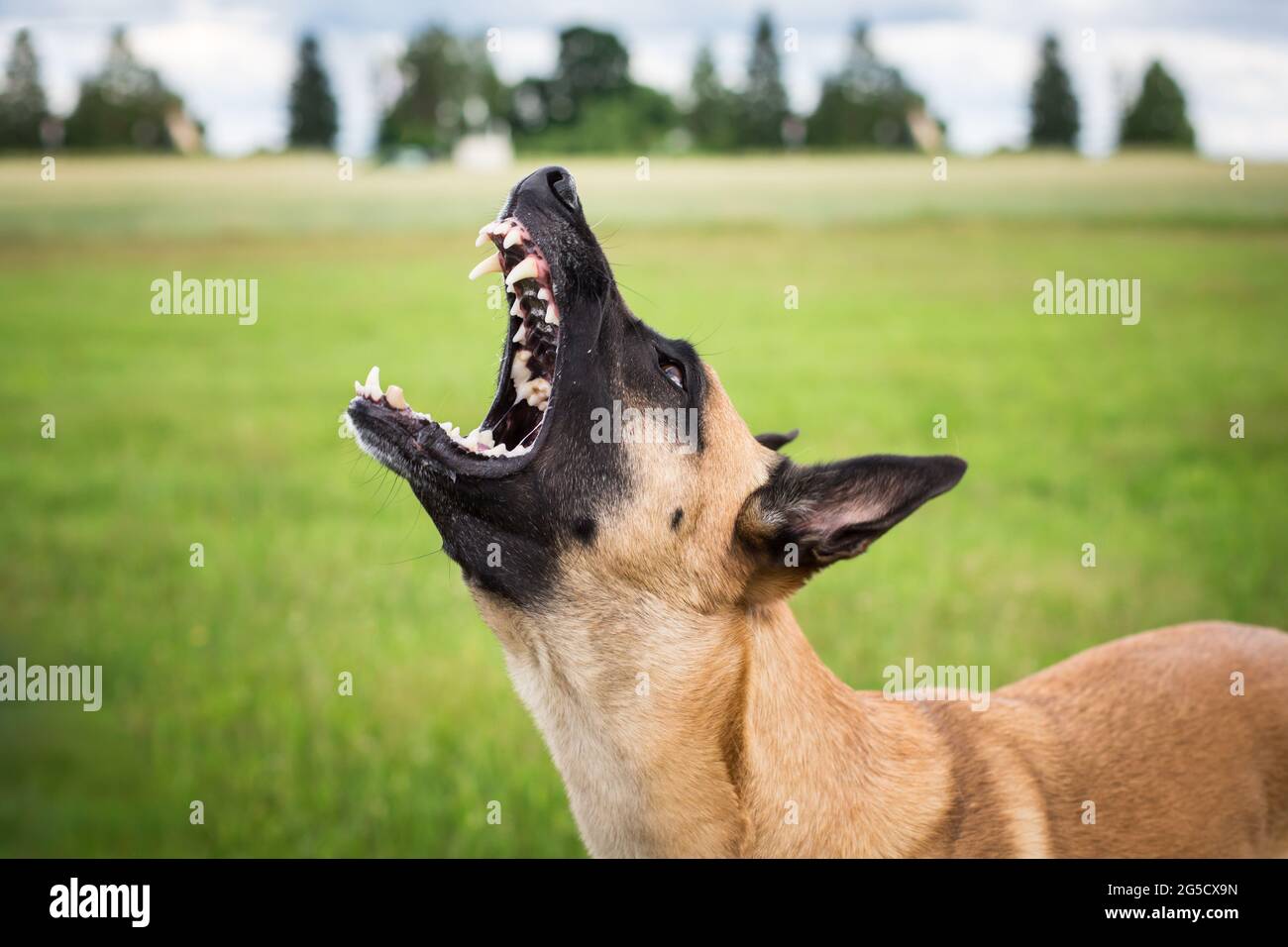 Chien de berger qui aboie Banque de photographies et d’images à haute résolution Alamy