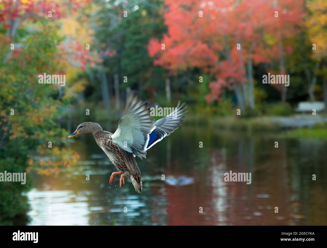 Mallard (homme) floquant complètement ses ailes lors d'une belle matinée au début de la saison printanière, Halifax, Nouvelle-Écosse, Canada Banque D'Images