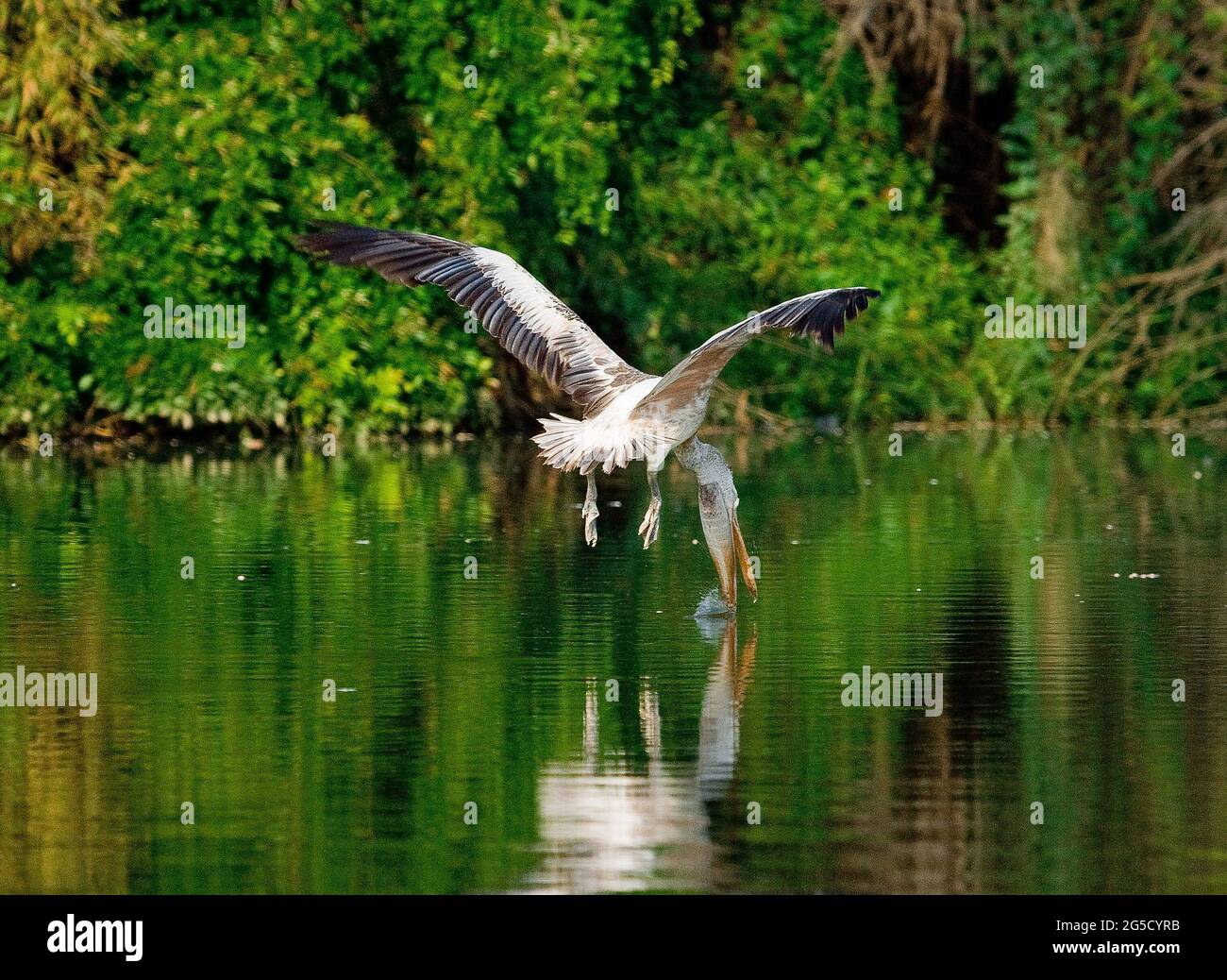 Pélican à bec direct en vol dans son habitat naturel au lac Lingambudhi à Mysore, Karnataka, Inde Banque D'Images