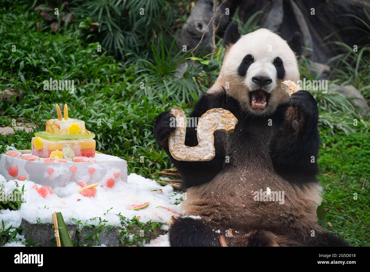 Macao, Chine. 26 juin 2021. Le panda géant Kangkang mange un gâteau d'anniversaire à Macao, dans le sud de la Chine, le 26 juin 2021. Les frères panda jumeaux Jianjian et Kangkang ont fêté leur cinquième anniversaire samedi. Crédit: Cheong Kam Ka/Xinhua/Alay Live News Banque D'Images