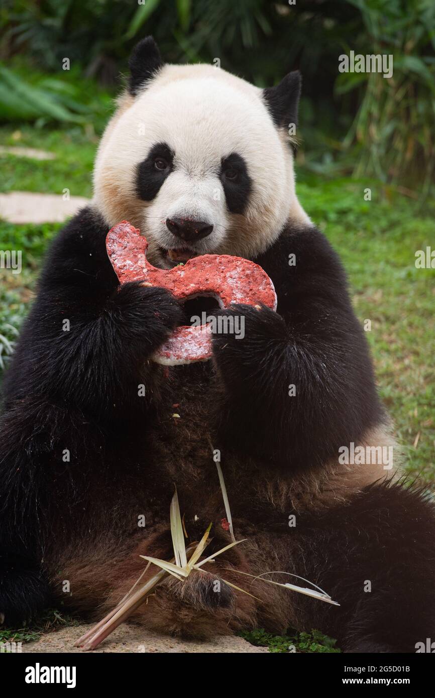 Macao, Chine. 26 juin 2021. Le panda géant Jianjian mange un gâteau d'anniversaire à Macao, dans le sud de la Chine, le 26 juin 2021. Les frères panda jumeaux Jianjian et Kangkang ont fêté leur cinquième anniversaire samedi. Crédit: Cheong Kam Ka/Xinhua/Alay Live News Banque D'Images