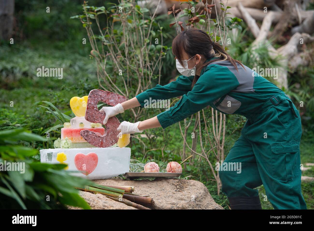 Macao, Chine. 26 juin 2021. Un éleveur prépare un « gâteau » d'anniversaire pour le panda géant Jianjian à Macao, dans le sud de la Chine, le 26 juin 2021. Les frères panda jumeaux Jianjian et Kangkang ont fêté leur cinquième anniversaire samedi. Crédit: Cheong Kam Ka/Xinhua/Alay Live News Banque D'Images