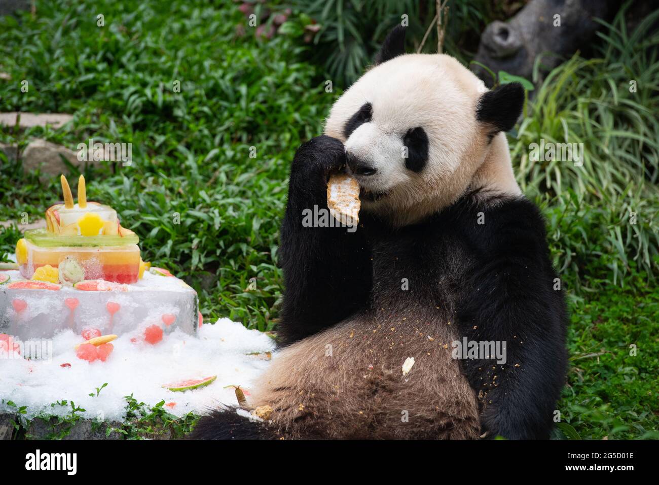 Macao, Chine. 26 juin 2021. Le panda géant Kangkang mange un gâteau d'anniversaire à Macao, dans le sud de la Chine, le 26 juin 2021. Les frères panda jumeaux Jianjian et Kangkang ont fêté leur cinquième anniversaire samedi. Crédit: Cheong Kam Ka/Xinhua/Alay Live News Banque D'Images
