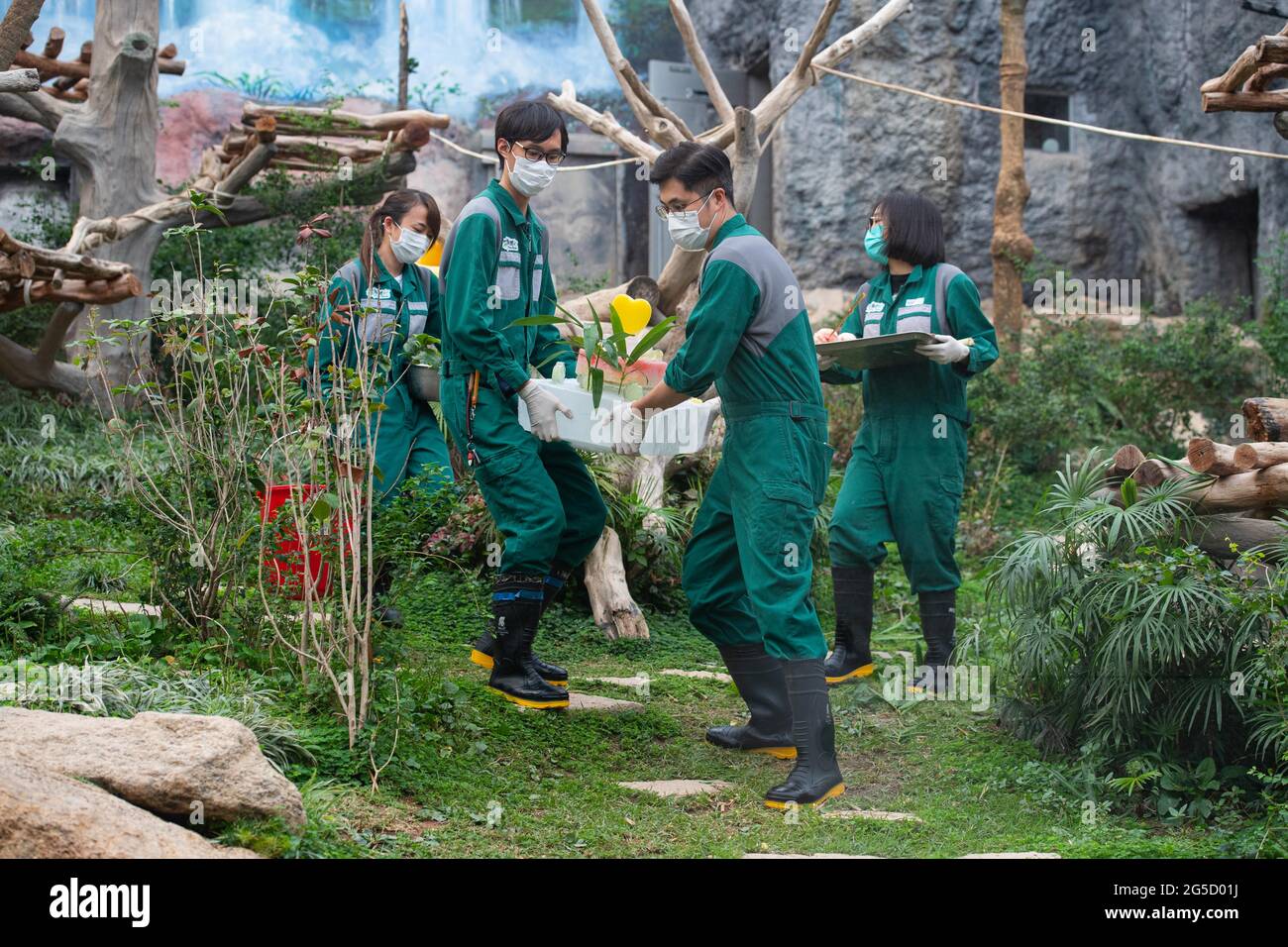 Macao, Chine. 26 juin 2021. Les éleveurs préparent un gâteau d'anniversaire pour le panda géant Jianjian à Macao, dans le sud de la Chine, le 26 juin 2021. Les frères panda jumeaux Jianjian et Kangkang ont fêté leur cinquième anniversaire samedi. Crédit: Cheong Kam Ka/Xinhua/Alay Live News Banque D'Images