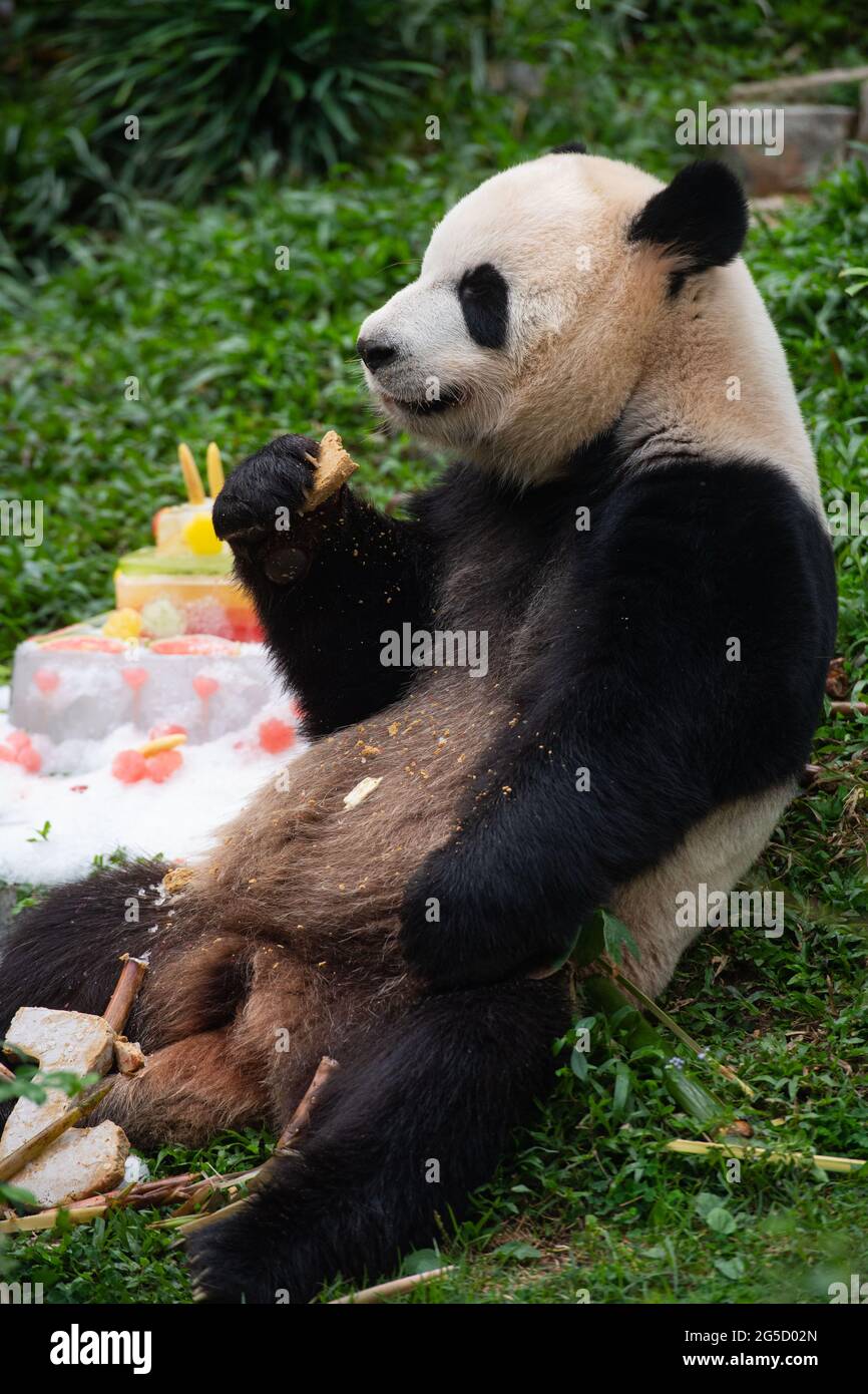 Macao, Chine. 26 juin 2021. Le panda géant Kangkang mange un gâteau d'anniversaire à Macao, dans le sud de la Chine, le 26 juin 2021. Les frères panda jumeaux Jianjian et Kangkang ont fêté leur cinquième anniversaire samedi. Crédit: Cheong Kam Ka/Xinhua/Alay Live News Banque D'Images