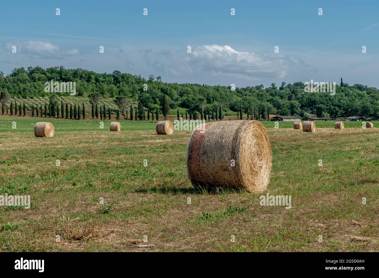 Grosses balles de foin dans un champ de la campagne toscane dans la province de Pise, en Italie Banque D'Images