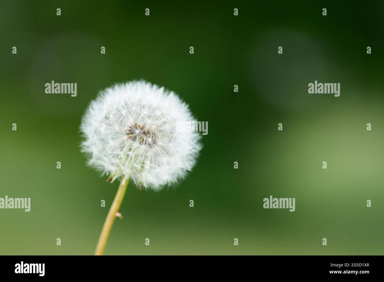 Pissenlit (Taraxacum sect. Ruderalia) sur un pré en été avec fond vert Banque D'Images