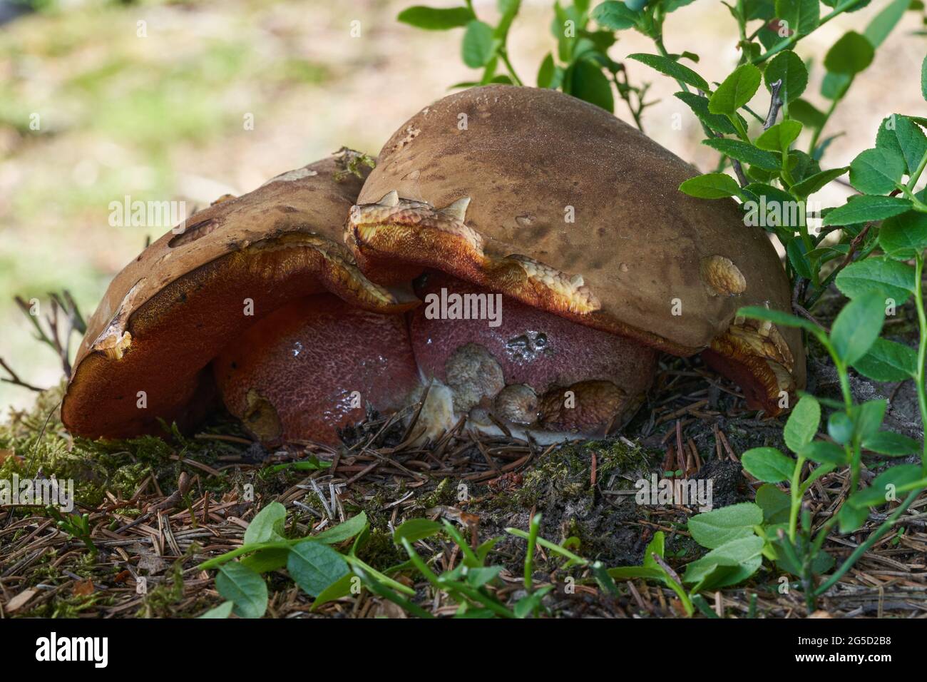 Champignon comestible Neoboletus luridiformis dans la forêt d'épinette. Connu sous le nom de bolete de scarletina. Deux champignons sauvages poussant dans les aiguilles. Banque D'Images