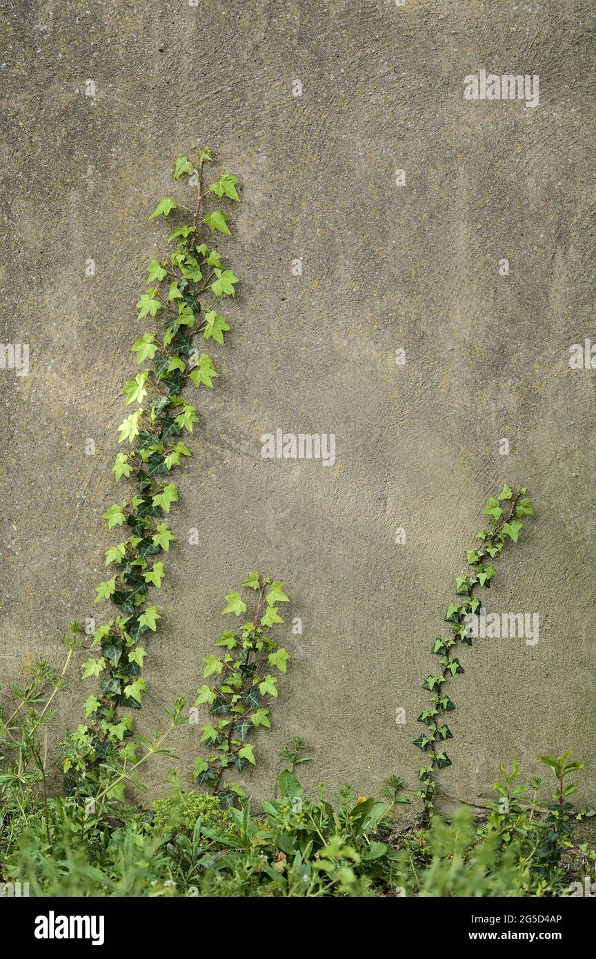 Belle vue verticale de près des feuilles de printemps de lierre (Hedera Helix) accrochant et grimpant sur le mur à Ballawley Park, Sandyford, Dublin Banque D'Images
