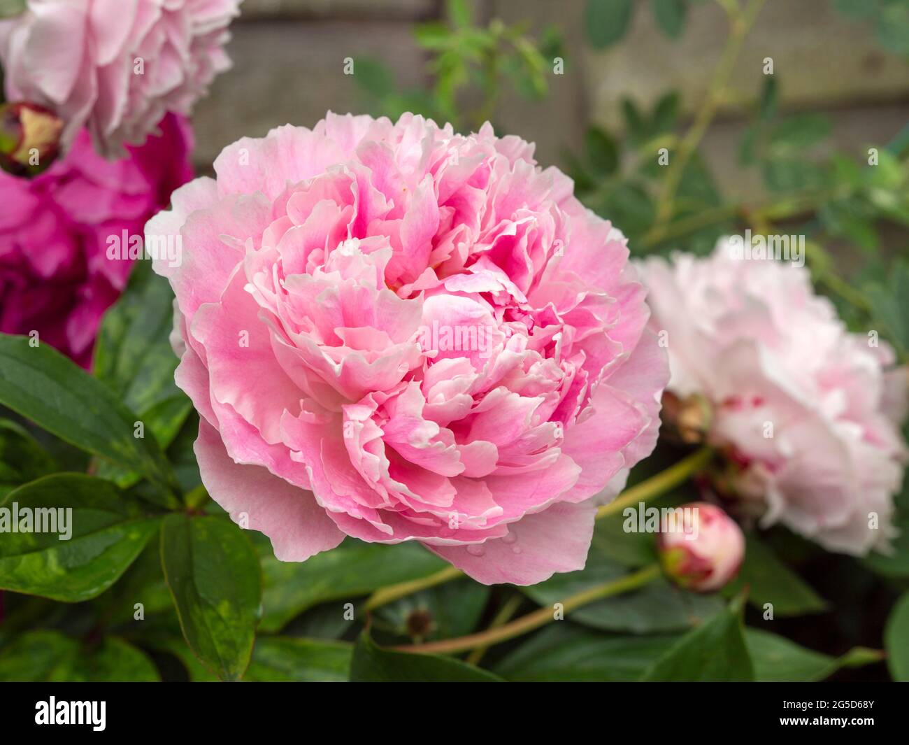 Gros plan d'une belle fleur de pivoine rose Banque D'Images