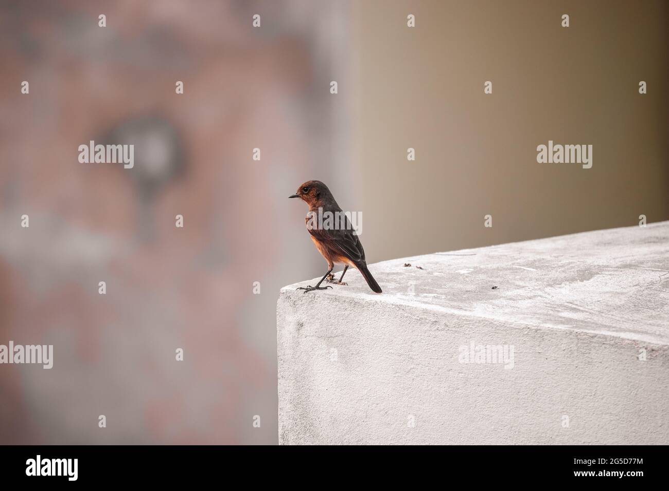 Oiseau assis sur le mur Banque D'Images