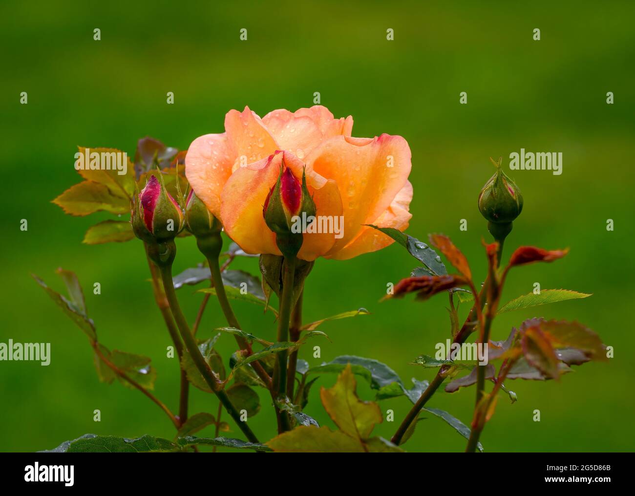 Belle rose orange pâle en pleine fleur et entourée de rosebuds Banque D'Images