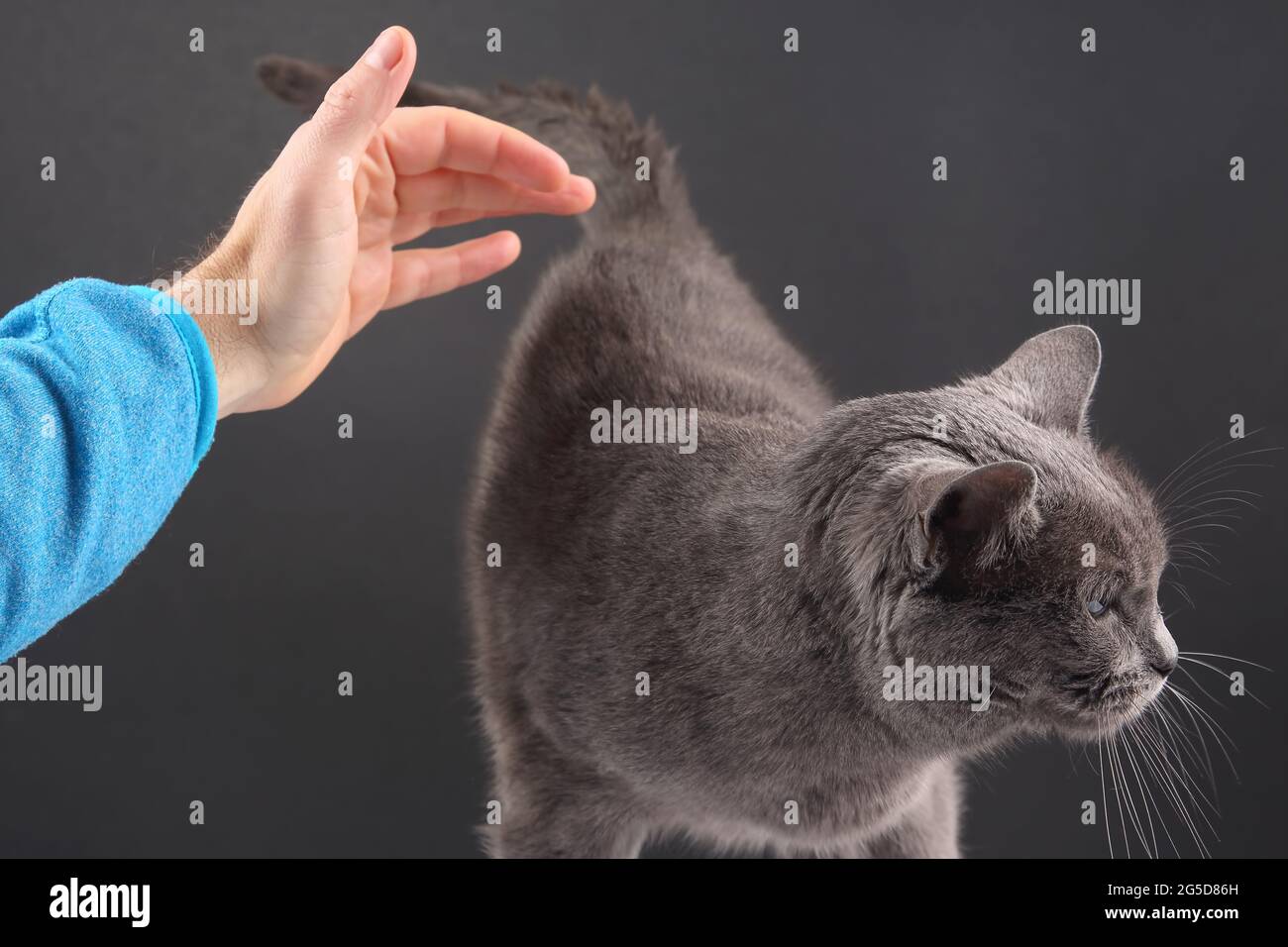 La Main De L Homme Veut Frapper Un Chat Gris Relation Homme Animal Photo Stock Alamy