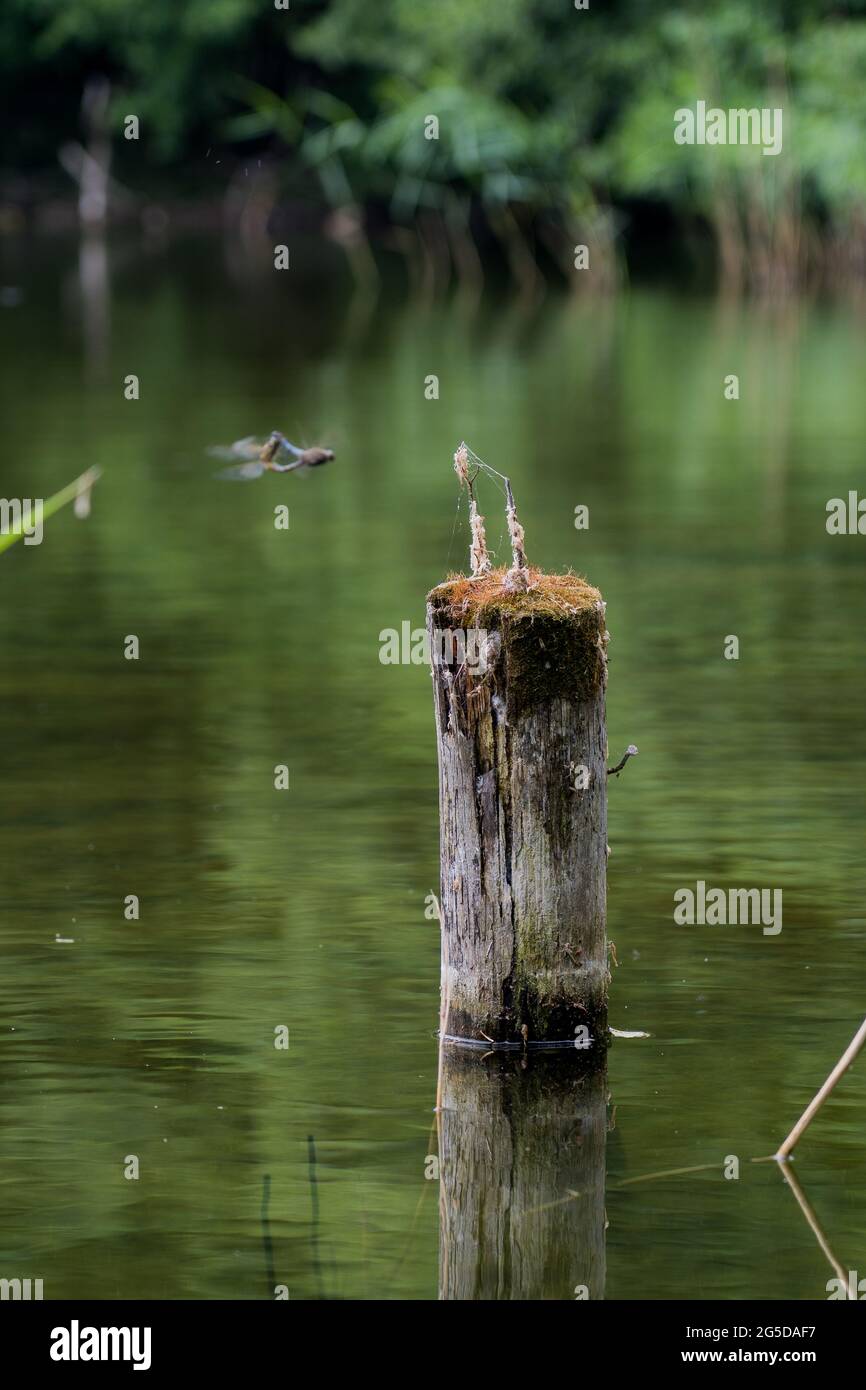 Tronc d'arbre coulé dans l'eau Banque D'Images