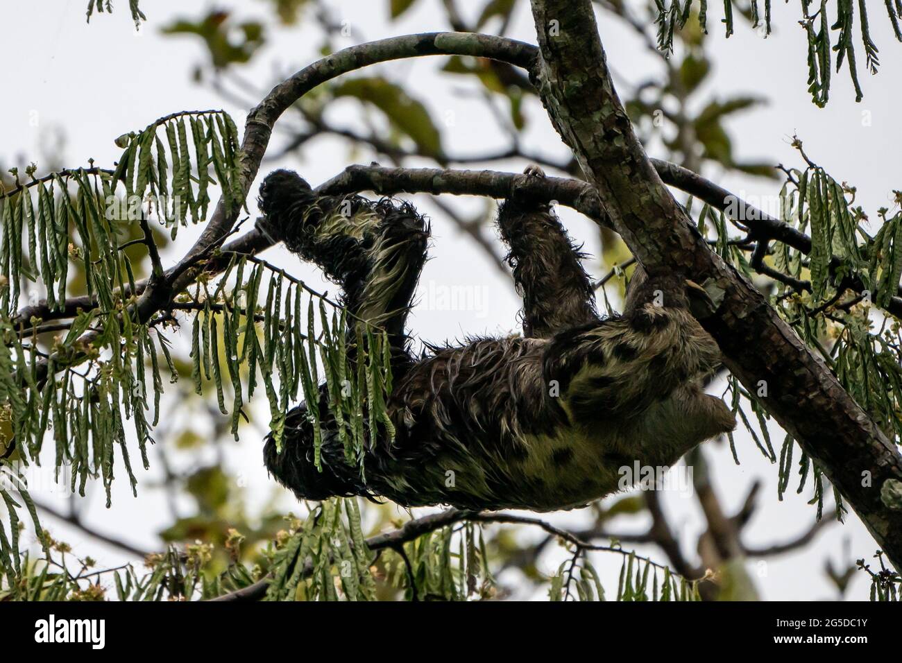 Un Sloth à trois doigts à gorge brune est suspendu à des branches d'arbres dans l'Amazonie péruvienne Banque D'Images