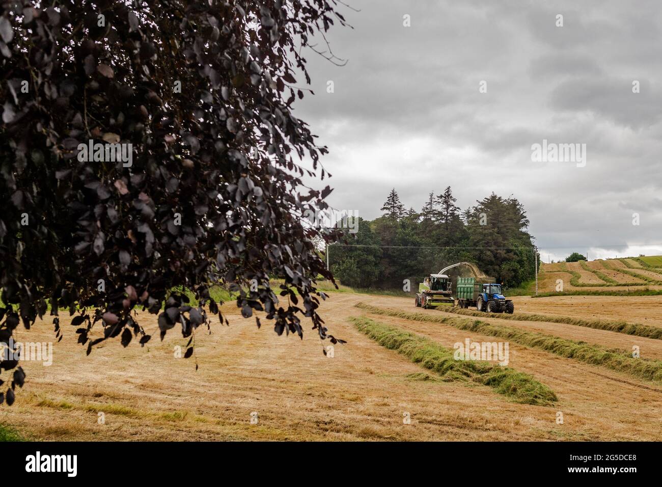 Timoleague, West Cork, Irlande. 26 juin 2021. L'entrepreneur en ensilage Drew Crowley recueille de l'herbe pour l'ensilage sur la ferme laitière de Denis Flynn à Timoleague, par un jour couvert mais chaud. Une tondeuse Jaguar Claas 890 et des tracteurs New Holland ont été utilisés pour récupérer l'ensilage. Crédit : AG News/Alay Live News Banque D'Images