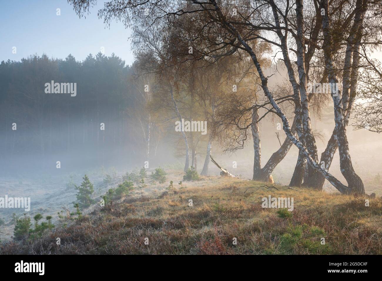 matin brumeux dans la forêt de bouleau en été Banque D'Images