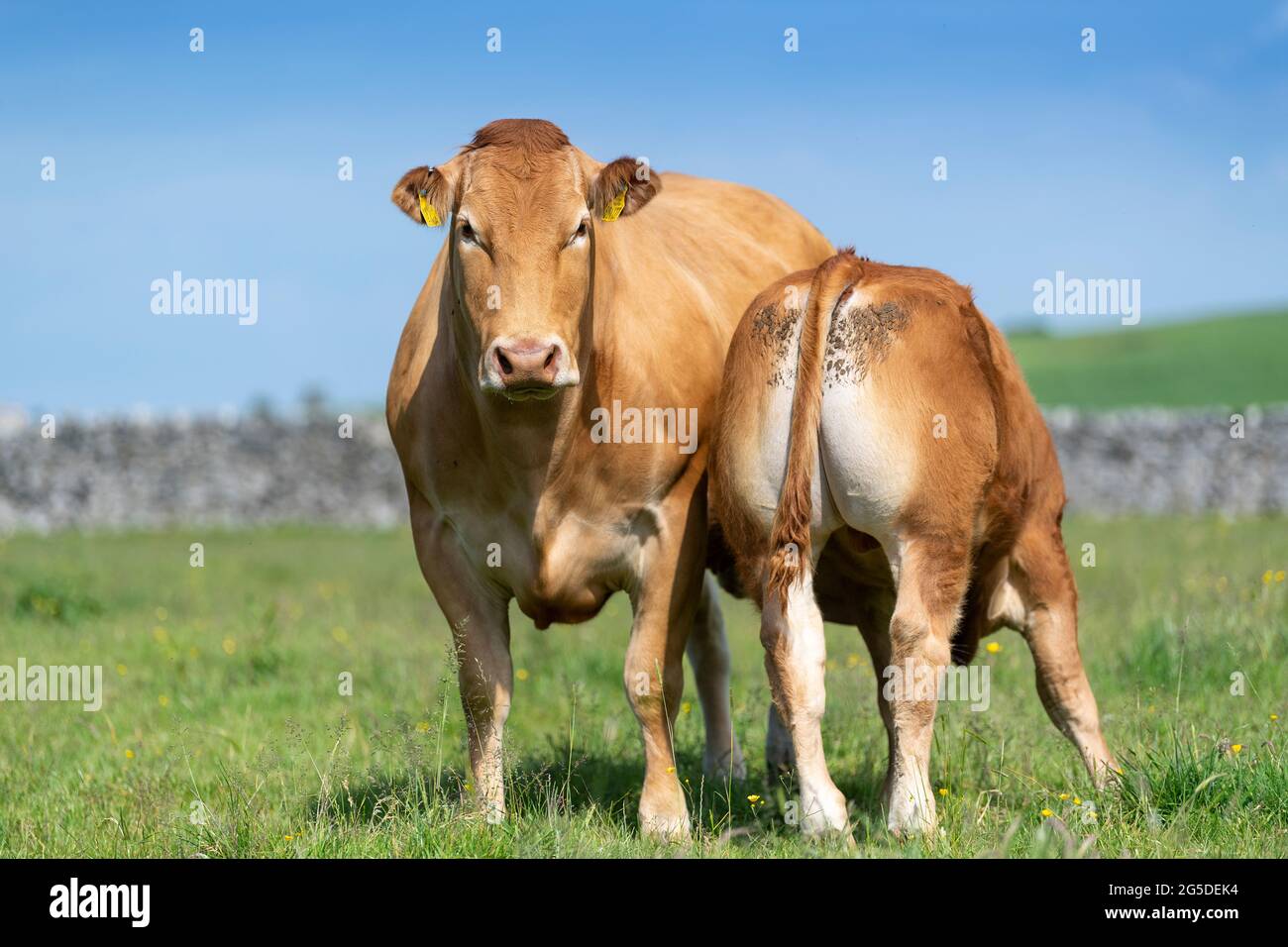 Pedigree vache de boeuf Limousin avec son lait de lait de lait de lait de veau d'elle. Forêt de Bowland, Lancashire, Royaume-Uni. Banque D'Images