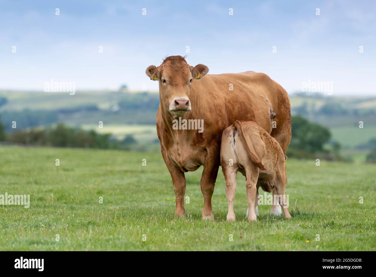 Pedigree vache de boeuf Limousin avec son lait de lait de lait de lait de veau d'elle. Forêt de Bowland, Lancashire, Royaume-Uni. Banque D'Images