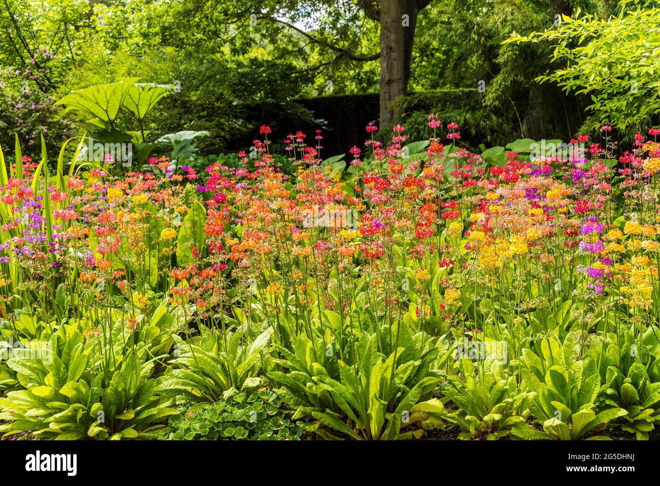 Exposition saisissantes de Candelabra Primula multicolore dans un lit de fleurs dans un parc anglais. Banque D'Images