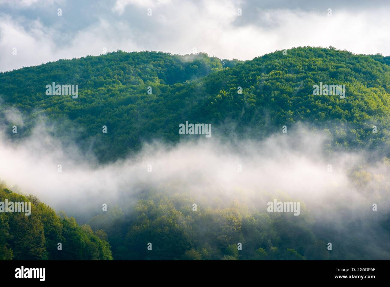 forêt dans la brume matinale. magnifique paysage de la nature en été. fond vert de la nature par temps spectaculaire Banque D'Images