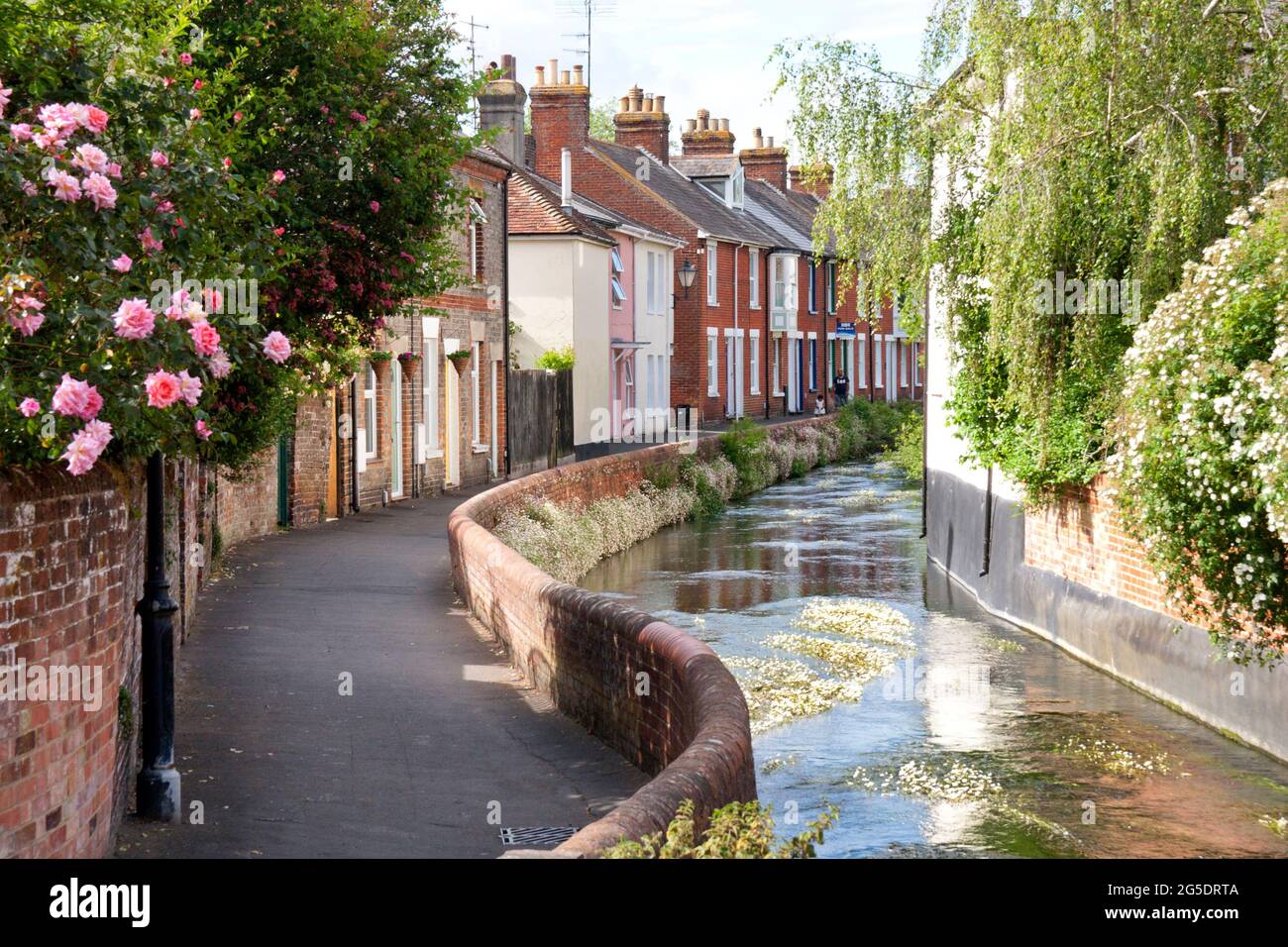 Water Lane, Salisbury, affluent de millstream de l'Avon et de Nadder avec des fleurs de pied-de-biche, (Ranunculus aquatilis aggin), Wiltshire, Angleterre Banque D'Images