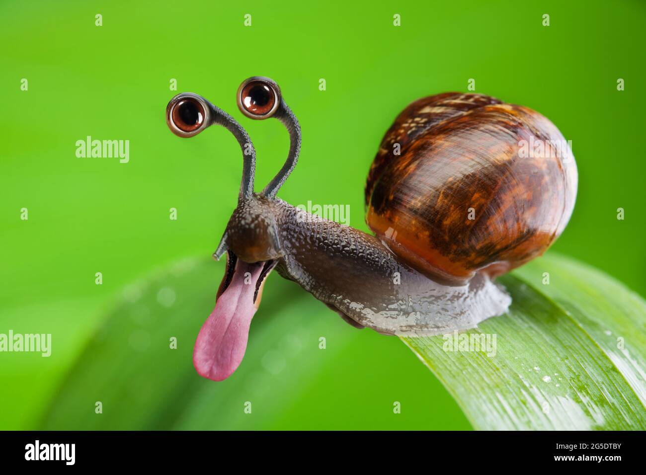 Escargot drôle avec les yeux de dessin animé et la langue de bâton Banque D'Images