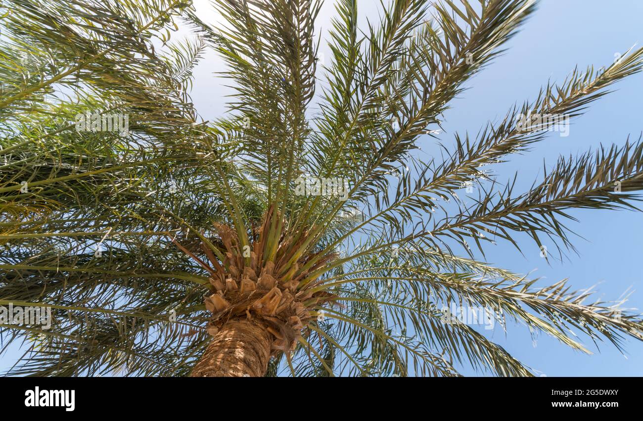 arrière-plan tropical vue de dessous de grosses branches de palmier motif naturel Banque D'Images