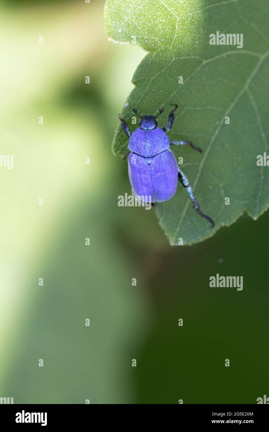 Blue Monkey Beetle Hoplia coerulea sur basse végétation le long de la Loire, France Banque D'Images