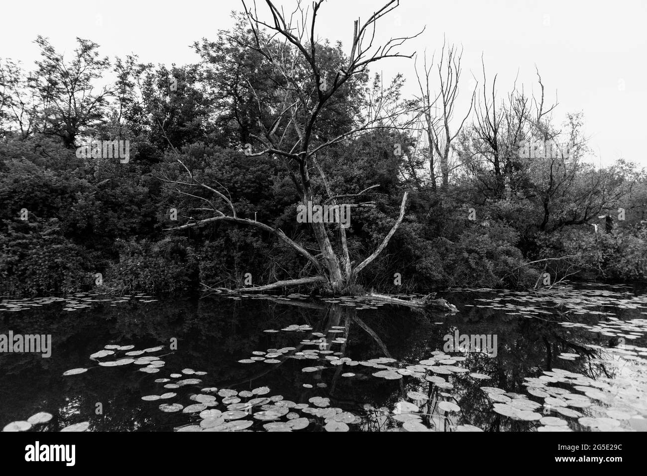Arbre mort dans l'étang de pêche de Savica, près de l'usine de chauffage du sud dans la ville de Zagreb Banque D'Images