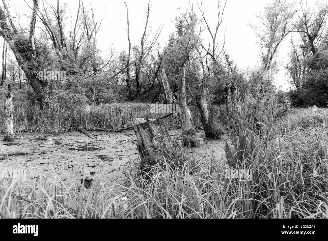 Arbres morts dans l'étang de pêche de Savica, près de l'usine de chauffage sud dans la ville de Zagreb Banque D'Images