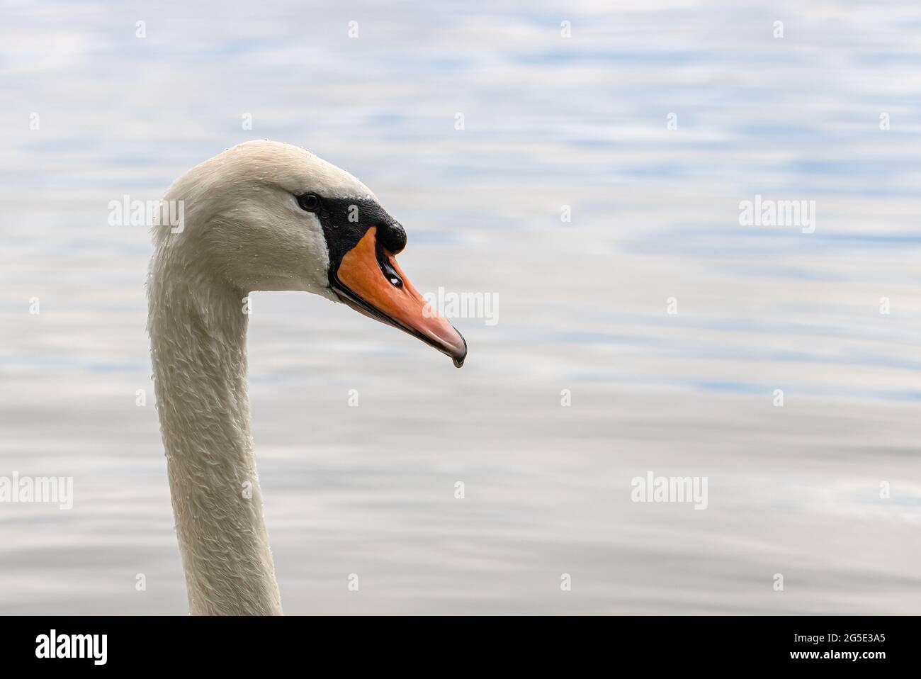 portrait d'un cygne muet sur un lac Banque D'Images