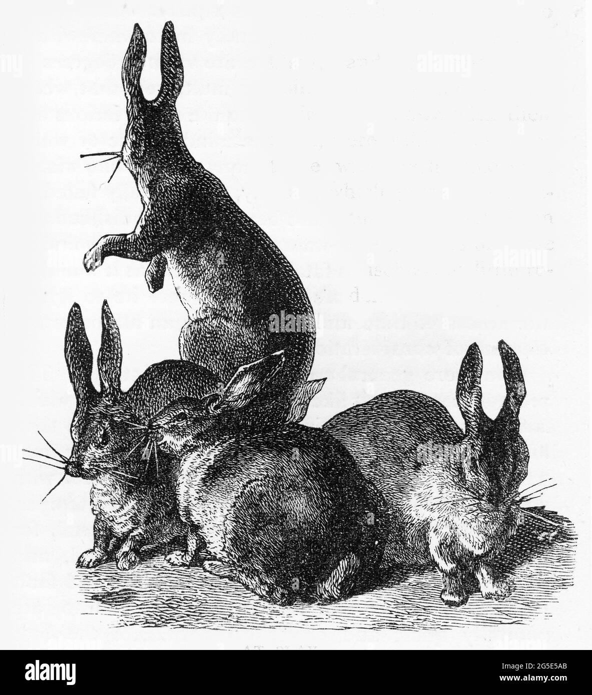 Gravure d'un groupe de lapins Banque D'Images