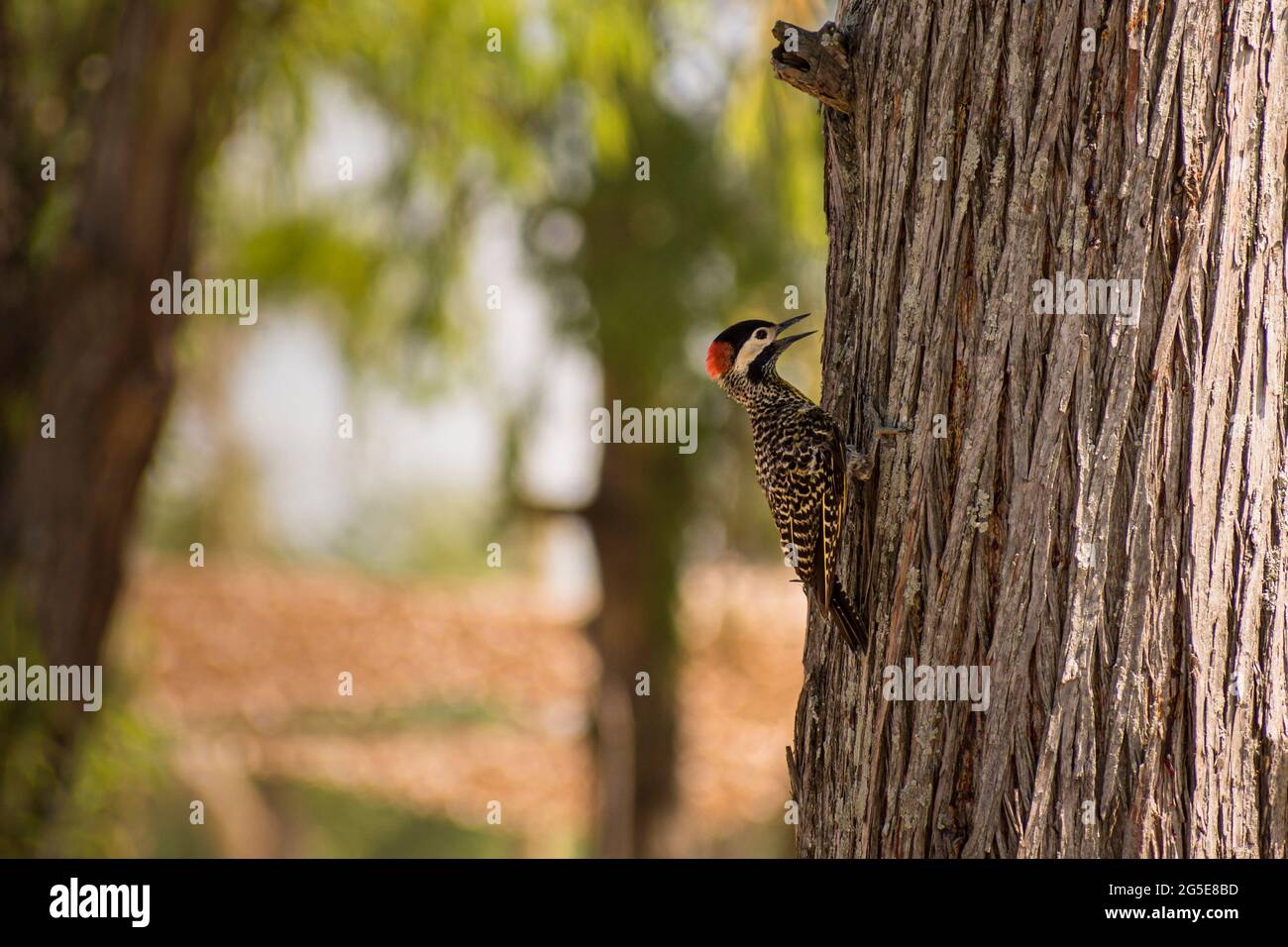 Pic de bois saisissant d'un arbre à manger à Buenos Aires, Argentine. Colaptes melanochloros Banque D'Images