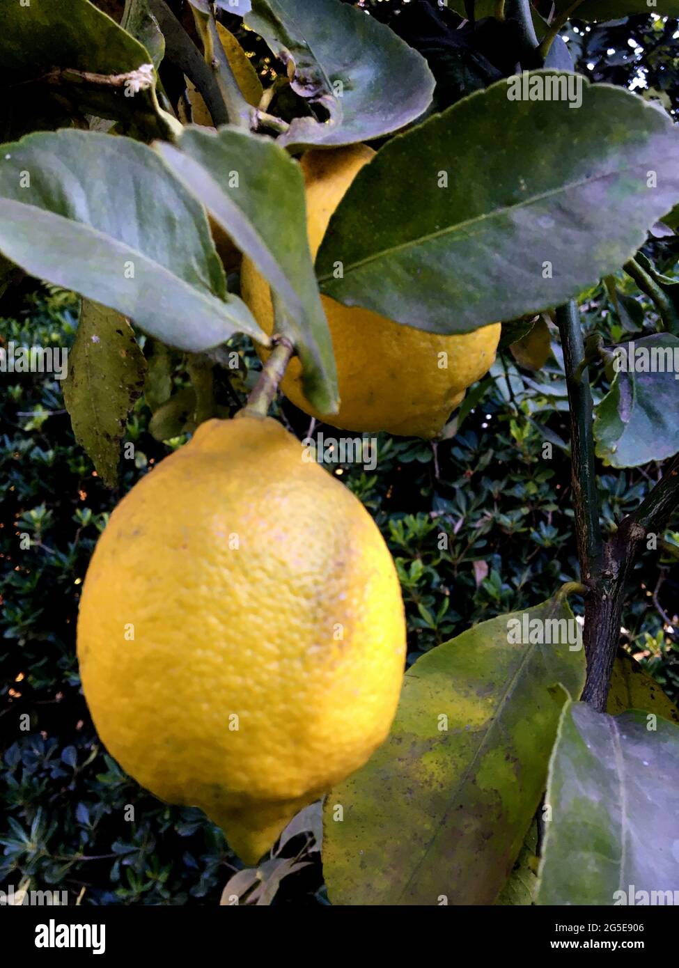 Citron jaune sur une branche d'arbre Banque D'Images