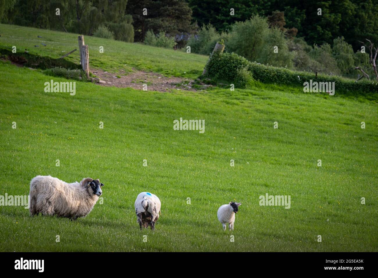 La vue de Clunemore. Un mouton et un agneau qui broutent le champ au-dessus des chutes Divach à Glen Coiltie. Banque D'Images
