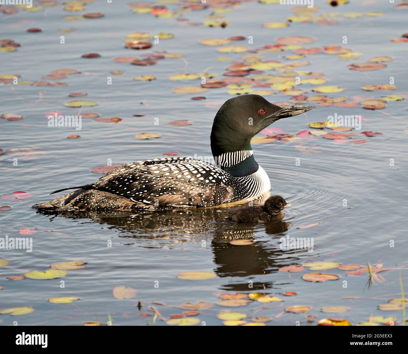 Le Loon commun et le huard à poussins nageant dans l'étang et célébrant la nouvelle vie avec des coussins de nénuphars dans leur environnement et leur habitat environnant. Loon Banque D'Images