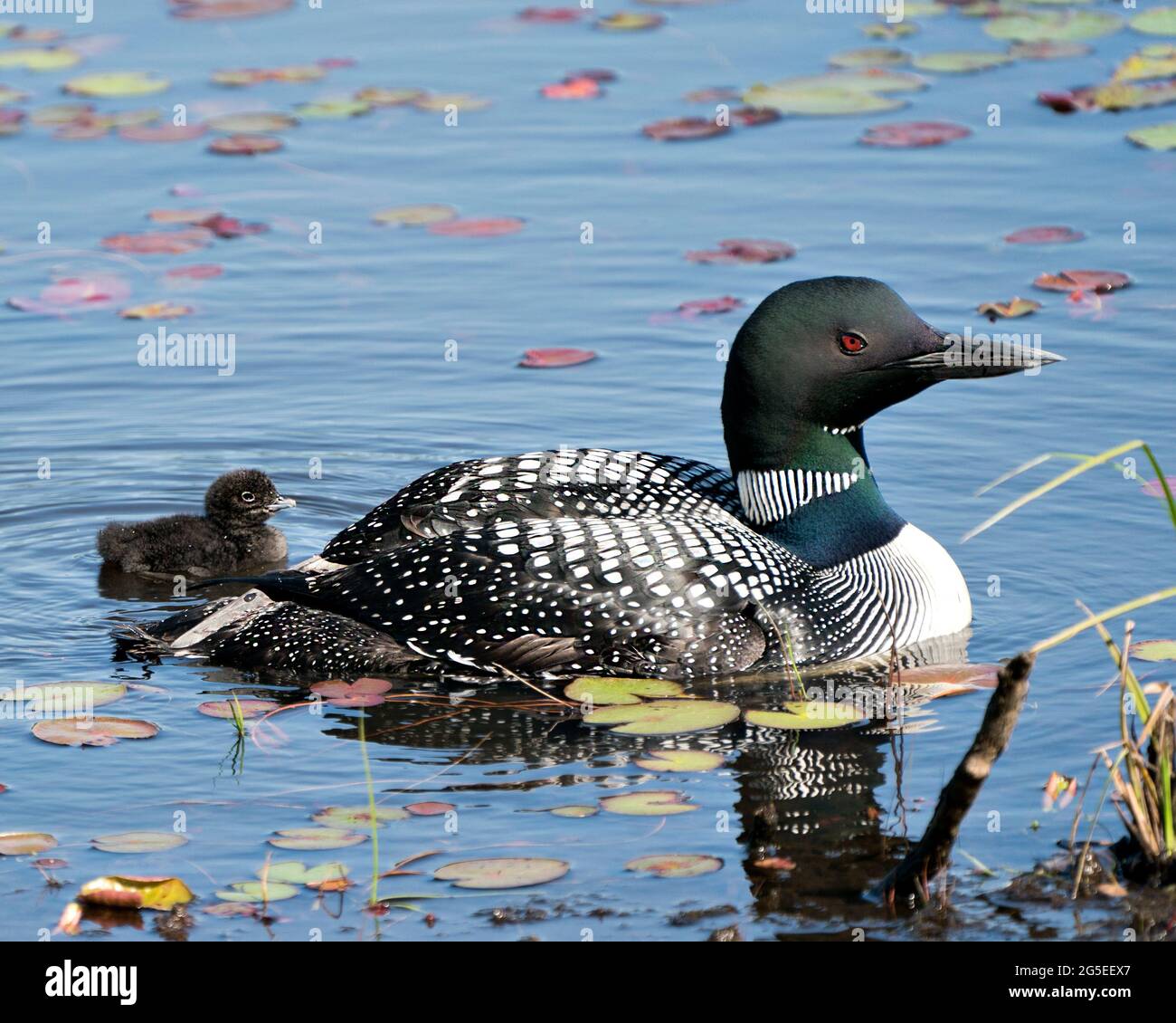 Le Loon commun et le huard à poussins nageant dans l'étang et célébrant la nouvelle vie avec des coussins de nénuphars dans leur environnement et leur habitat. Photo d'oiseau de Loon Banque D'Images