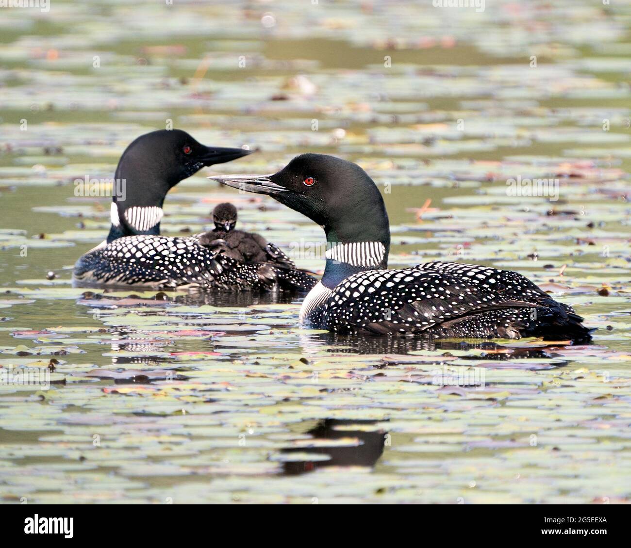 Le Loon commun et le bébé poussin loon à cheval sur le dos des parents et célébrant la nouvelle vie avec des coussins de nénuphars dans leur environnement et leur habitat environnant Banque D'Images Le Loon commun et le bébé poussin loon à cheval sur le dos des parents et célébrant la nouvelle vie avec des coussins de nénuphars dans leur environnement et leur habitat environnant Banque D'Images