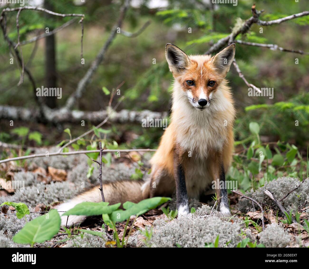 Vue en gros plan du renard roux assis sur de la mousse blanche et regardant la caméra avec un arrière-plan de forêt flou dans son environnement et son habitat. Fox image. Image Banque D'Images