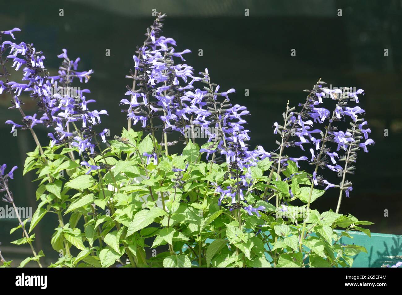 Sauge sauvage, fleurs violettes. Banque D'Images