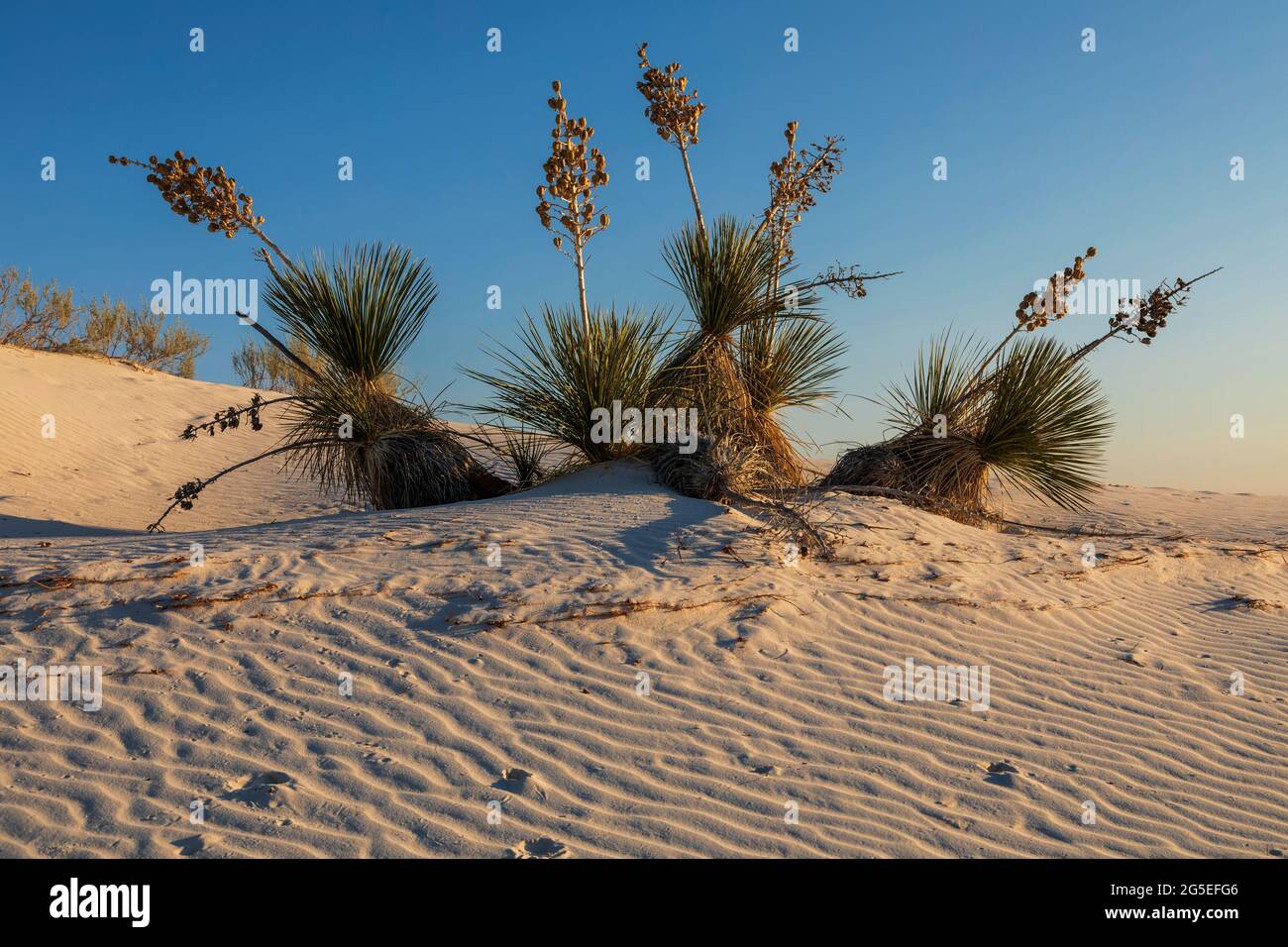 Soaptree Yucca (Yucca elata) dans les dunes de gypse du parc national de White Sands, Nouveau-Mexique Banque D'Images