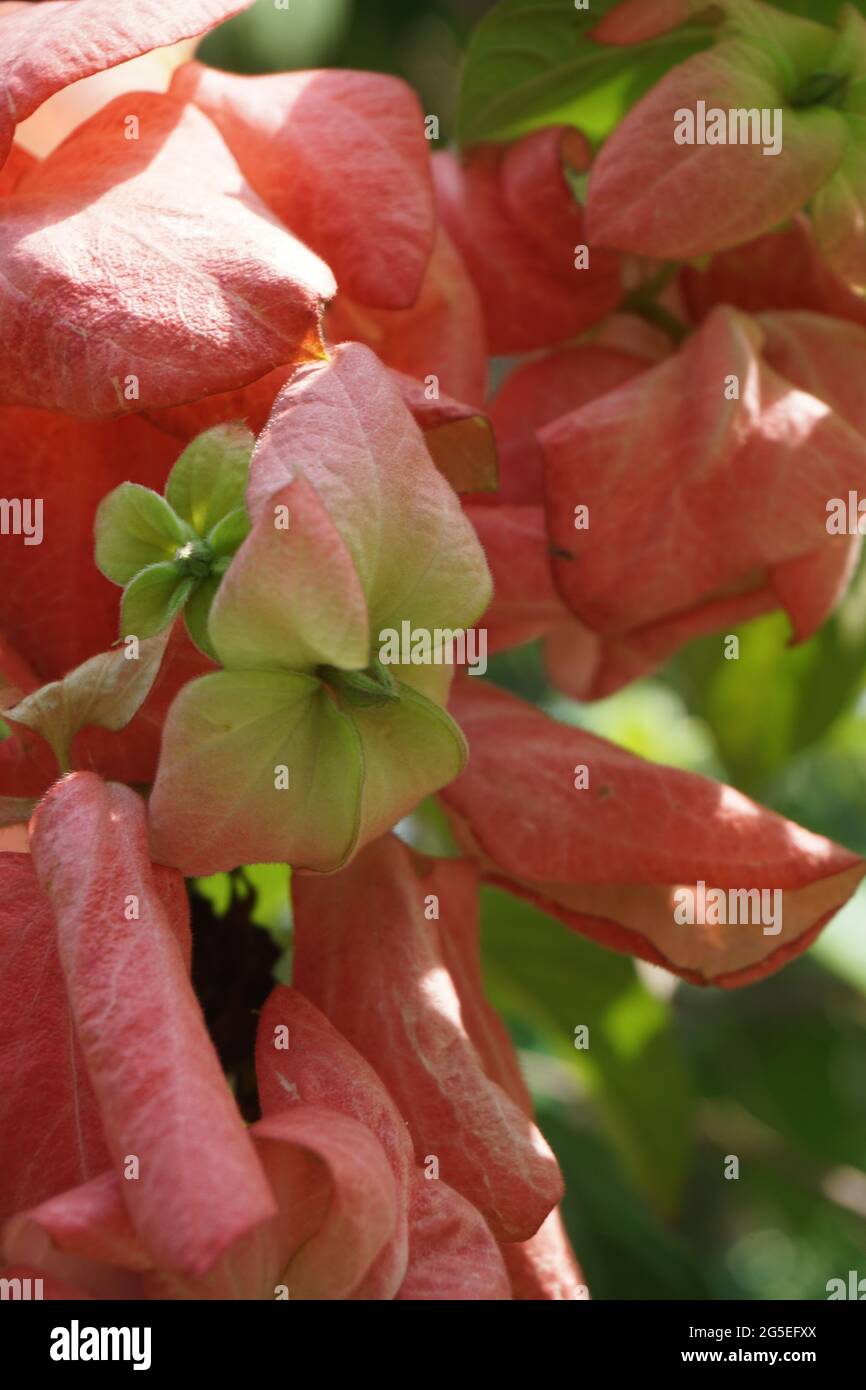 Mussaenda pubescens avec un fond naturel. Aussi appelé Nusa Indah, sang d'Ashanti, Bois de chien tropical Banque D'Images