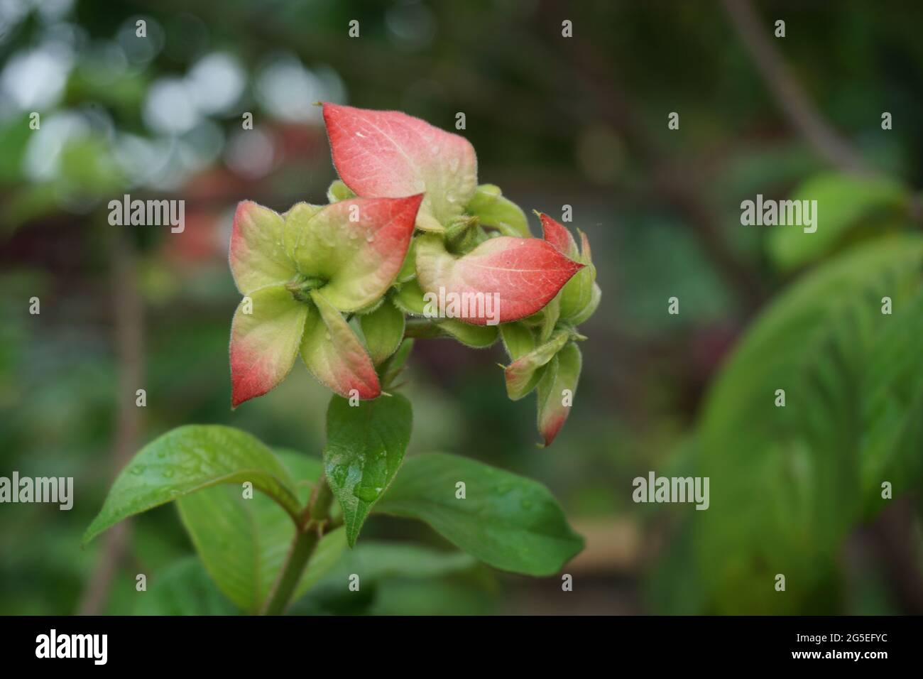 Mussaenda pubescens avec un fond naturel. Aussi appelé Nusa Indah, sang d'Ashanti, Bois de chien tropical Banque D'Images