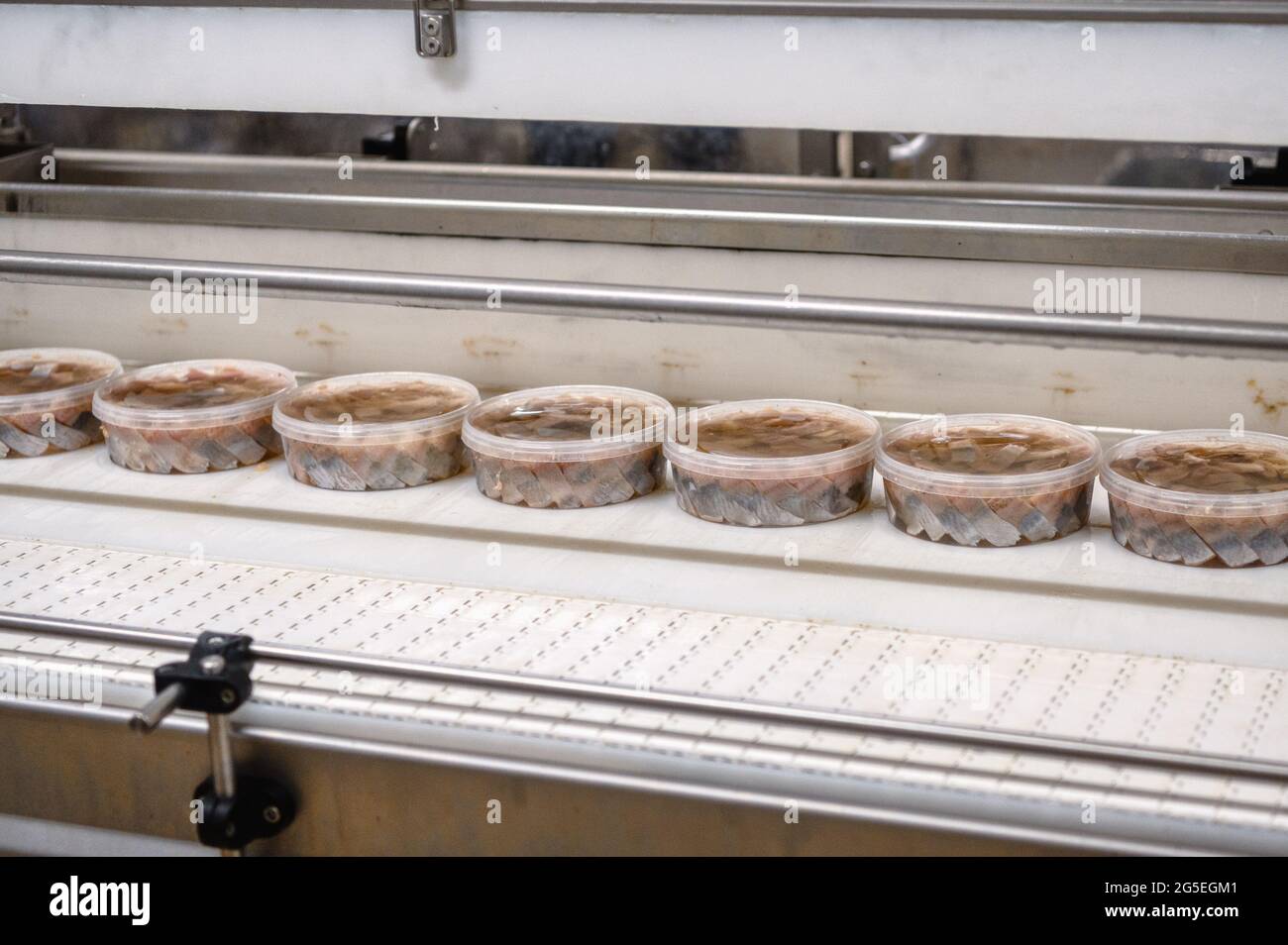 Morceaux de filet de hareng dans des bidons en plastique sur un convoyeur. Banque D'Images