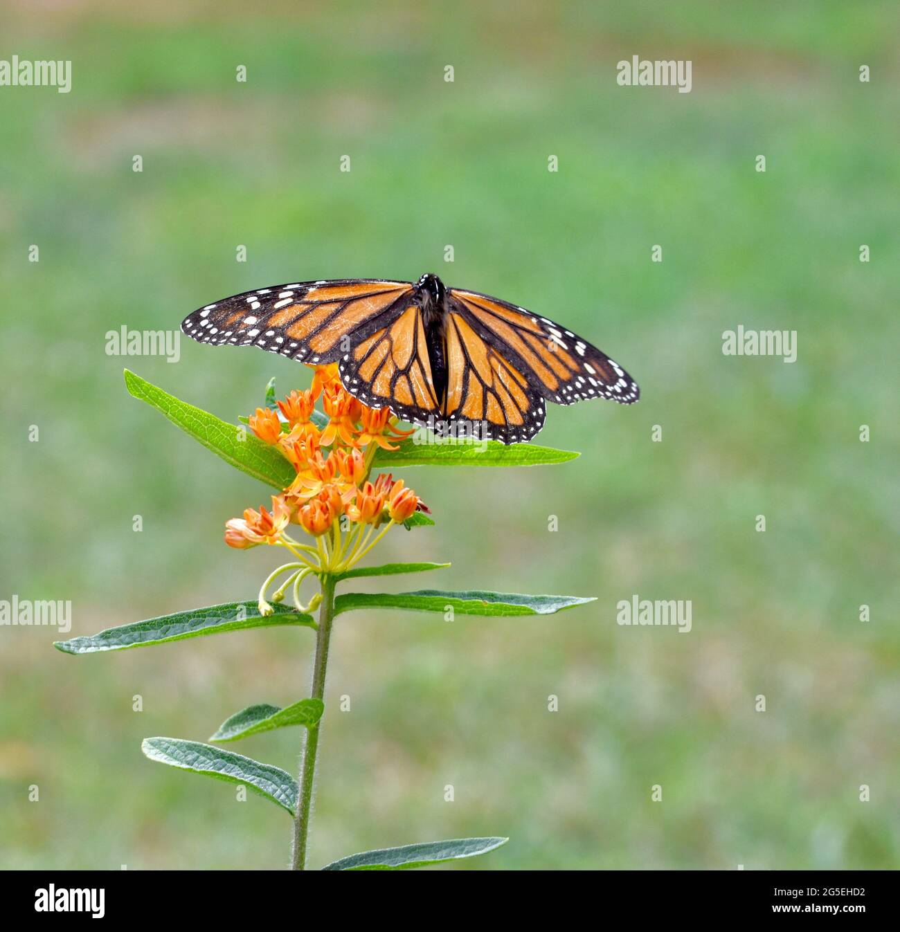 Le papillon monarque (Danaus plexippus) chevaliers sur un groupe de fleurs d'herbe de papillon (Asclepias tuberosa). Copier l'espace. Banque D'Images