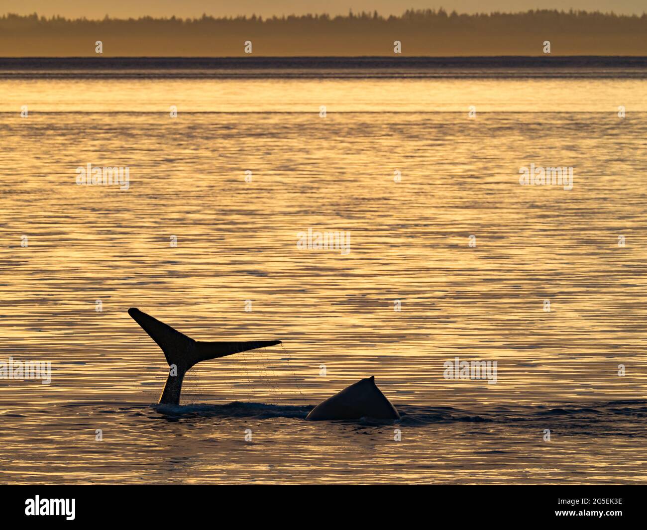 Baleine à bosse, Megaptera novaeangliae, fluke près du parc national de Glacier Bay, Alaska, États-Unis Banque D'Images