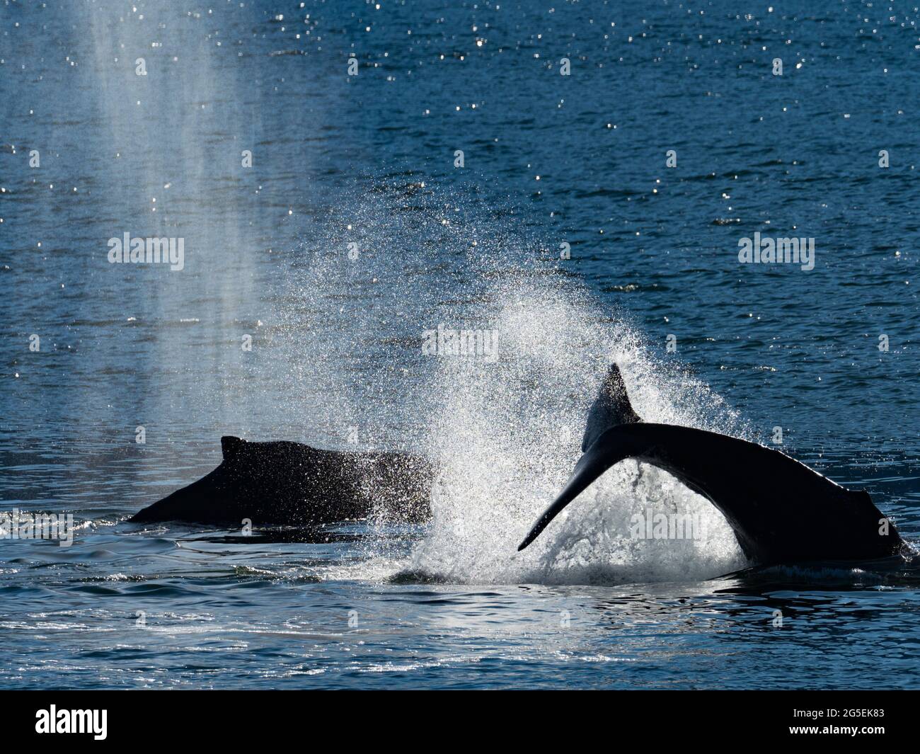 Une paire de baleines à bosse, Megaptera novaeangliae, dans la baie de Kelp, dans le sud-est de l'Alaska, aux États-Unis Banque D'Images