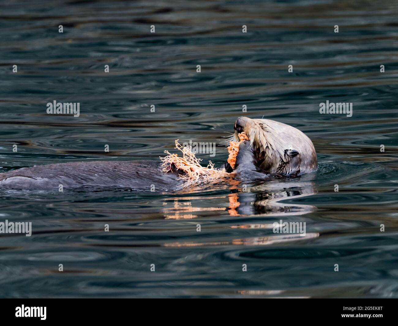 Loutre de mer, Enhydra lutris, mangeant une étoile de panier dans la forêt de varech du sud-est de l'Alaska, États-Unis Banque D'Images