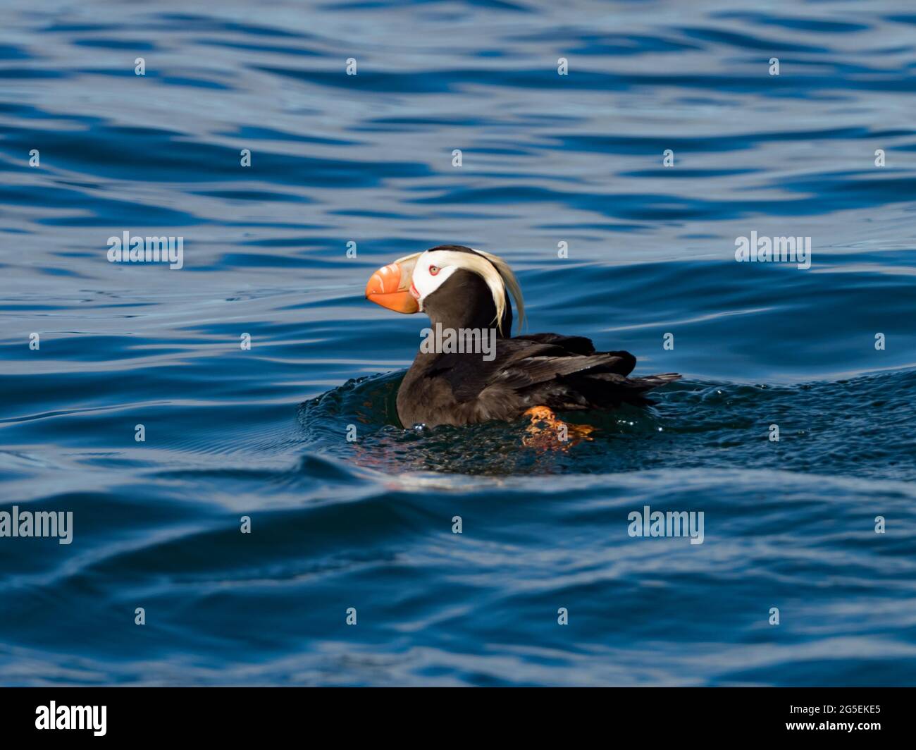 Puffin touffeté, Fratercula cirrhota, un oiseau de mer de la famille Alcid, dans le sud-est de l'Alaska Banque D'Images